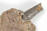Xiphactinus Pre-Maxillary Bone With Tooth - Kansas #197682-2